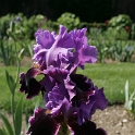 Iris Vullierens - 011